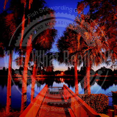 Image of a dock right before sunrise with palm trees
