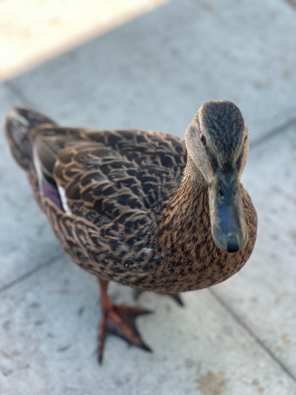 Are Most Motivational Transcription, duck, loren weisman
