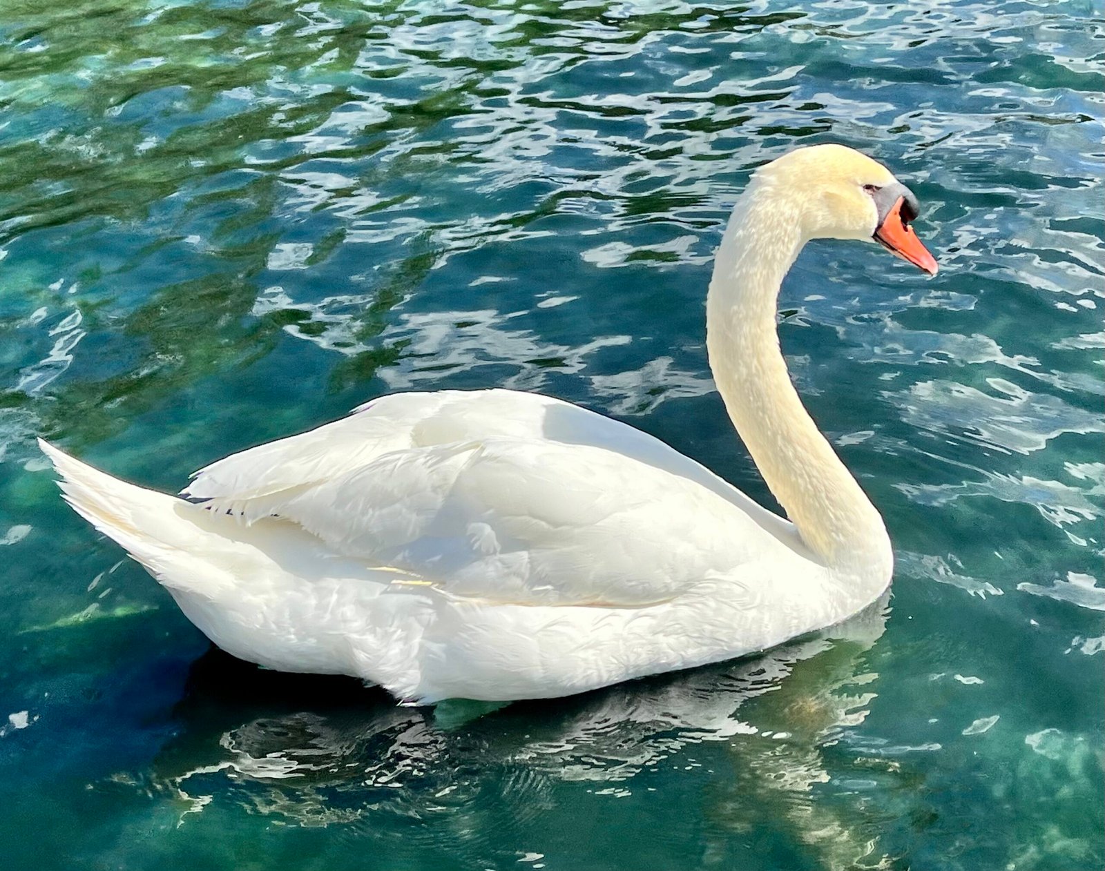 Brand Messaging Mission Transcription, swan